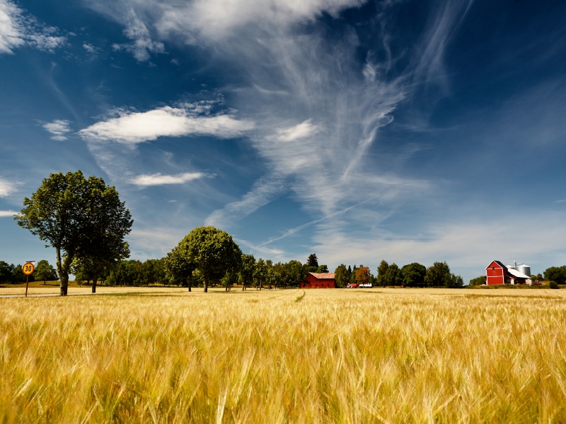 Kornfelder - ein vertrauter Anblick in Südschweden