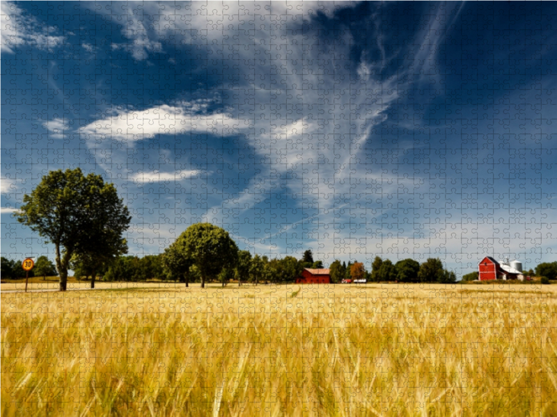 Kornfelder - ein vertrauter Anblick in Südschweden