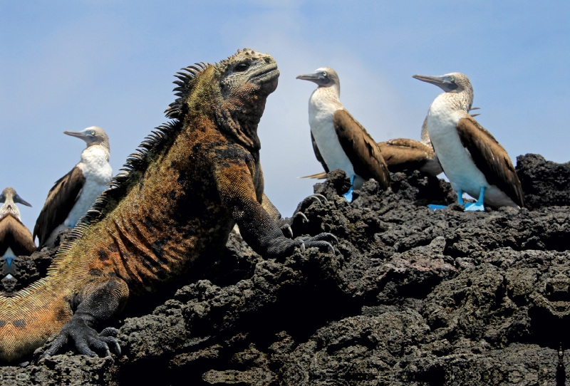 Meerechse & Blaufusstölpel, Galapagos, Ecuador