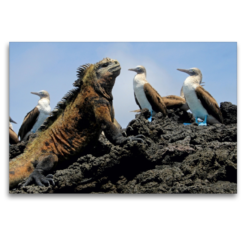 Meerechse & Blaufusstölpel, Galapagos, Ecuador