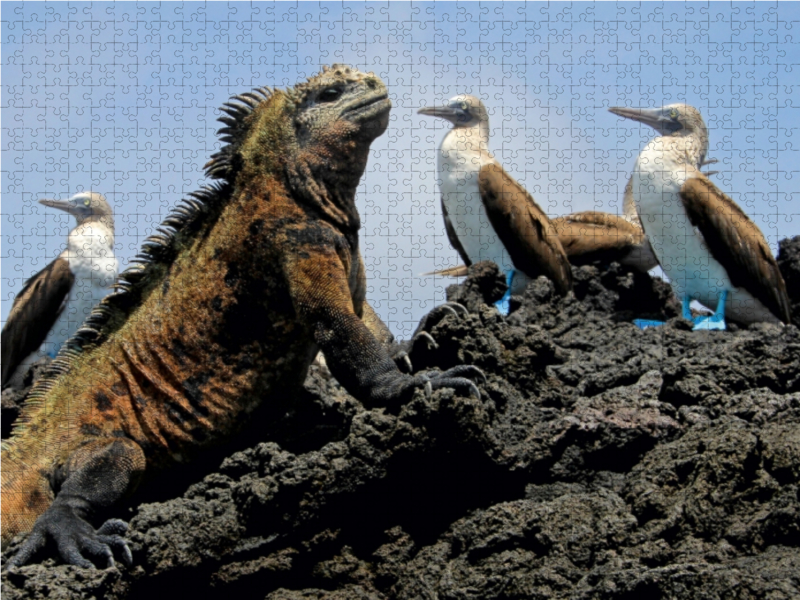 Meerechse & Blaufusstölpel, Galapagos, Ecuador