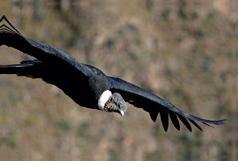 Andenkondor, Colca Canyon, Peru