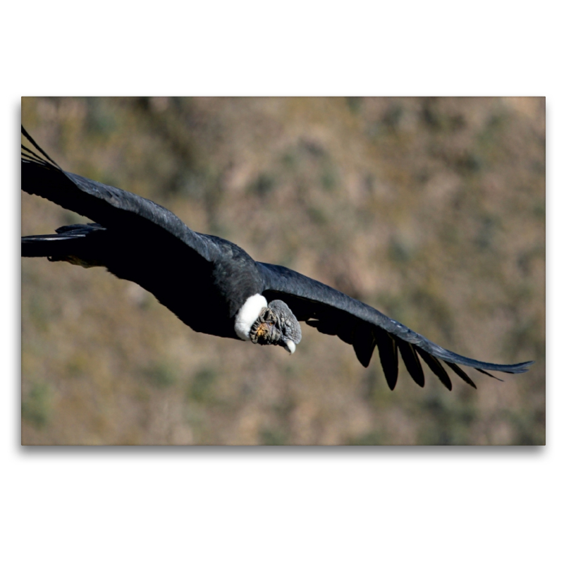 Andenkondor, Colca Canyon, Peru