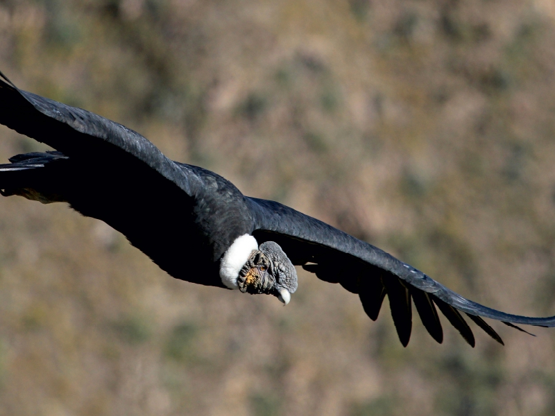 Andenkondor, Colca Canyon, Peru