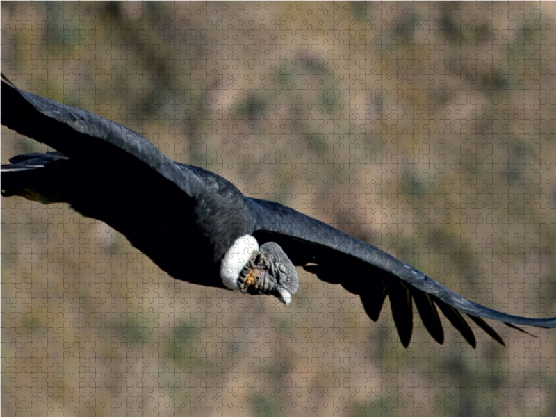 Andenkondor, Colca Canyon, Peru