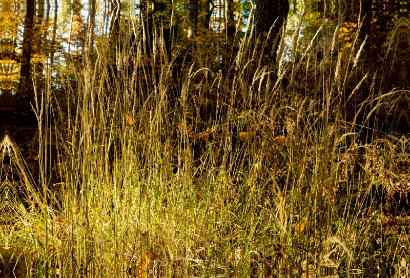 Im Burgwald bei Mellnau