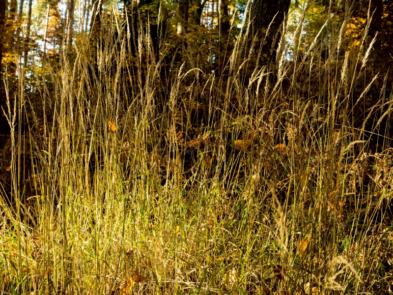 Im Burgwald bei Mellnau