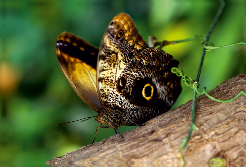 Caligo memnon