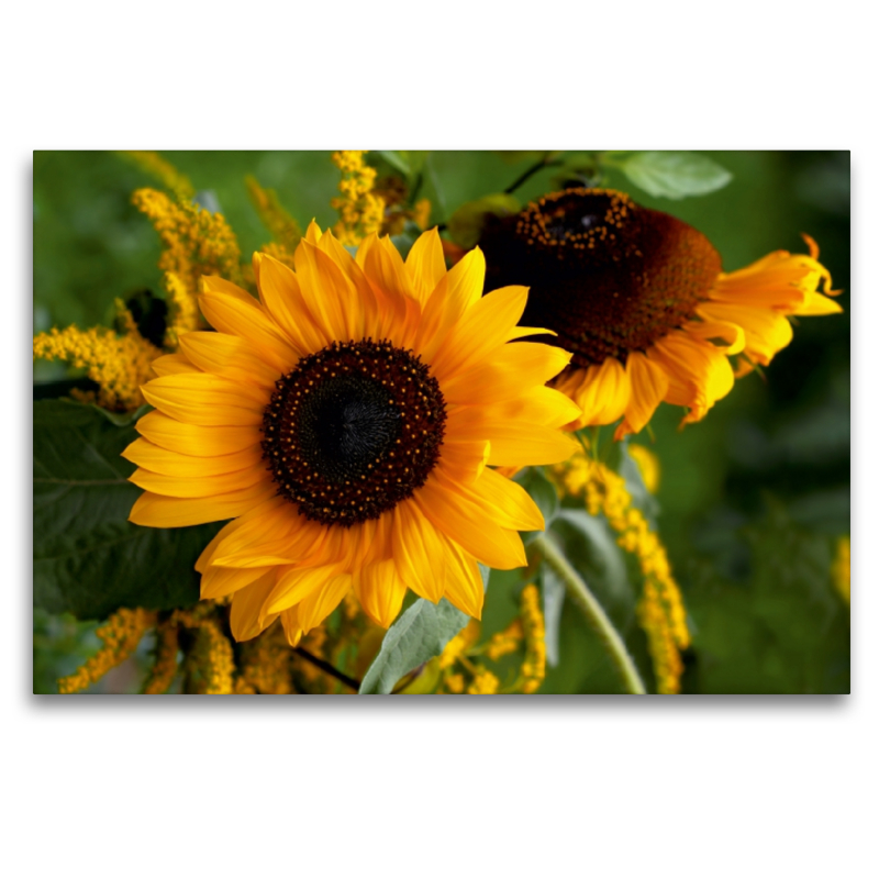 Sonnenblumen