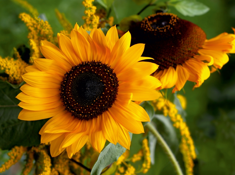 Sonnenblumen