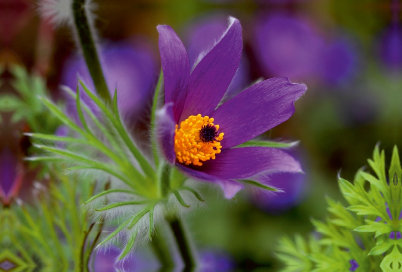 Pulsatilla Vulgaris