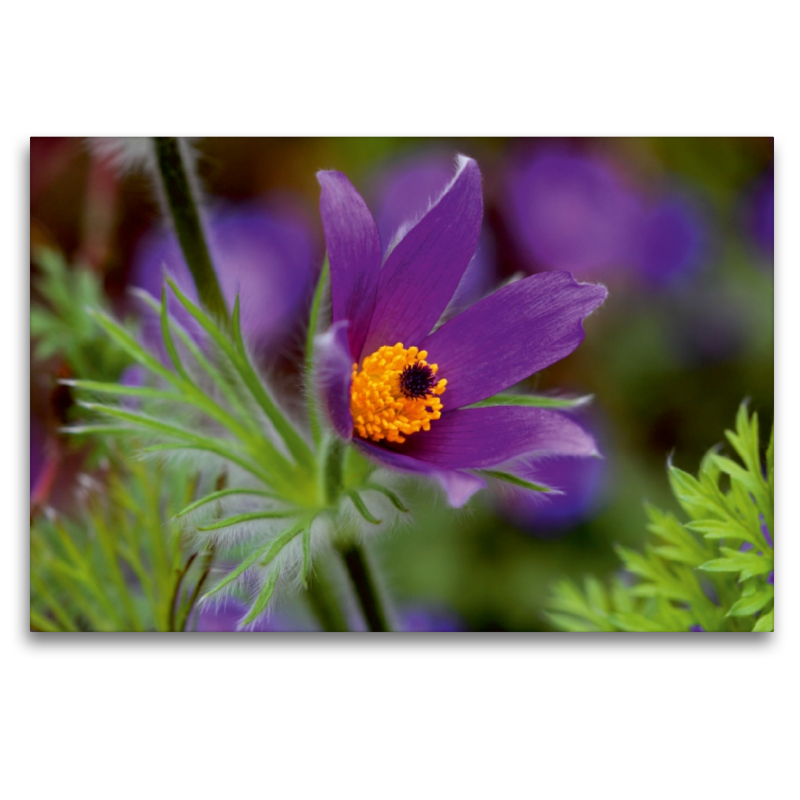 Pulsatilla Vulgaris