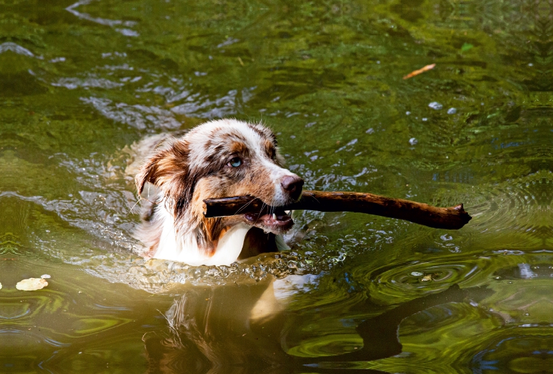 Australian Shepherd