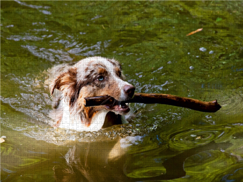 Australian Shepherd