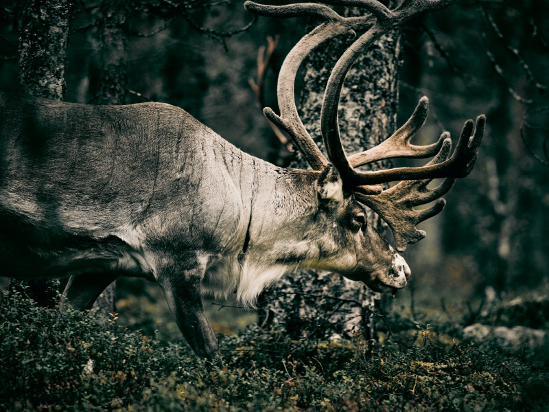 Rentiere durchstreifen die Finnmark