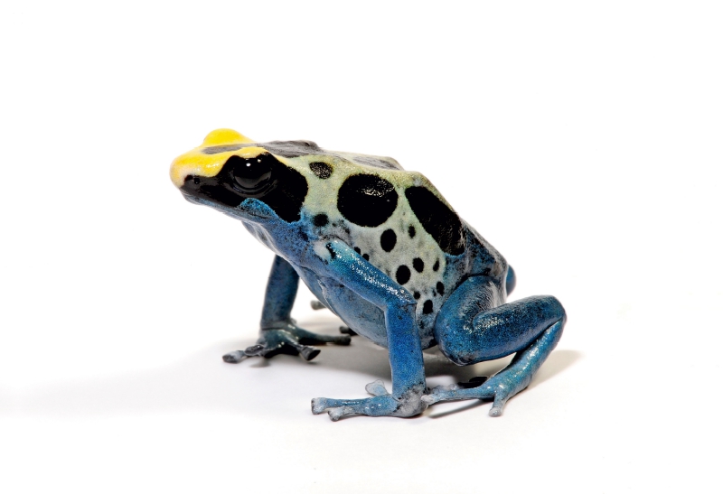 Färberfrosch - Dendrobates tinctorius