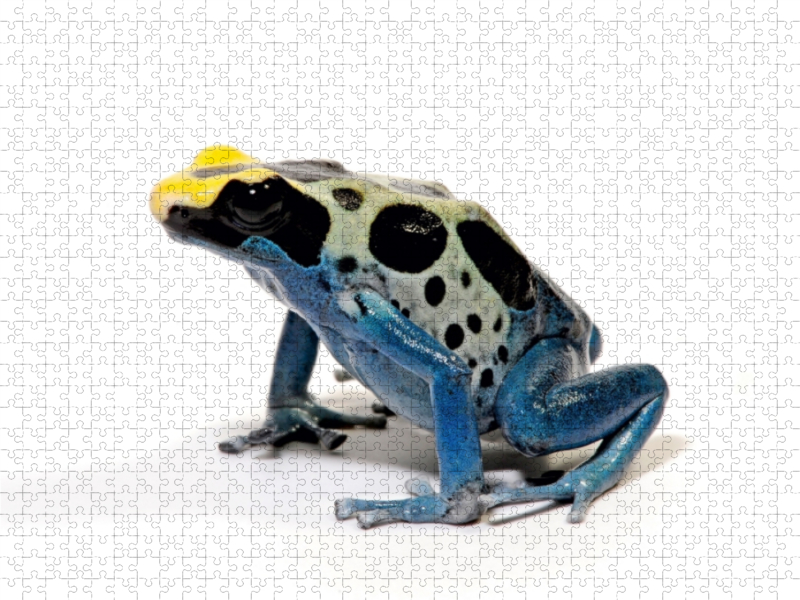 Färberfrosch - Dendrobates tinctorius