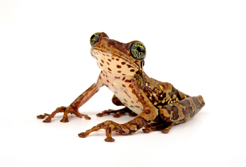 Giftiger Krötenlaubfrosch – Trachycephalus venulosus