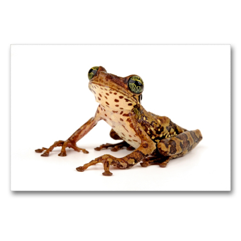 Giftiger Krötenlaubfrosch – Trachycephalus venulosus