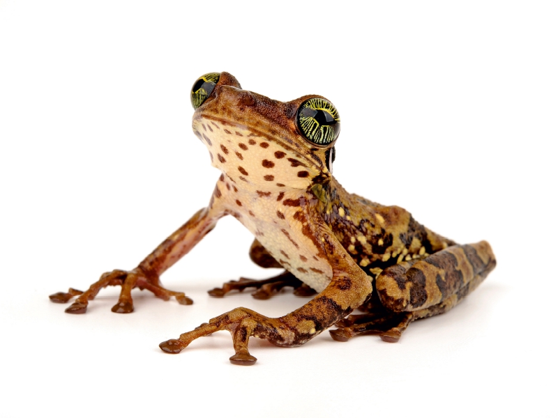 Giftiger Krötenlaubfrosch – Trachycephalus venulosus