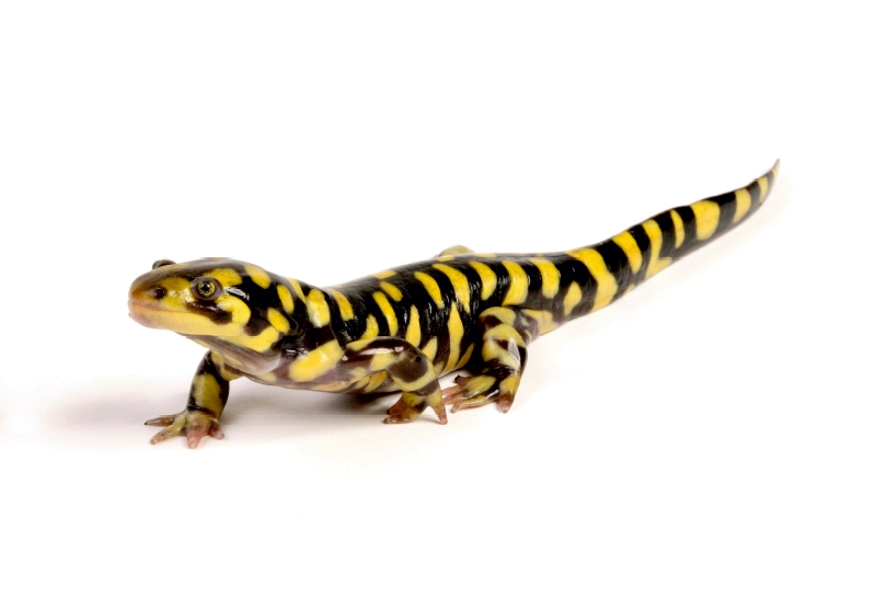 Barren-Tigersalamander - Ambystoma mavortium