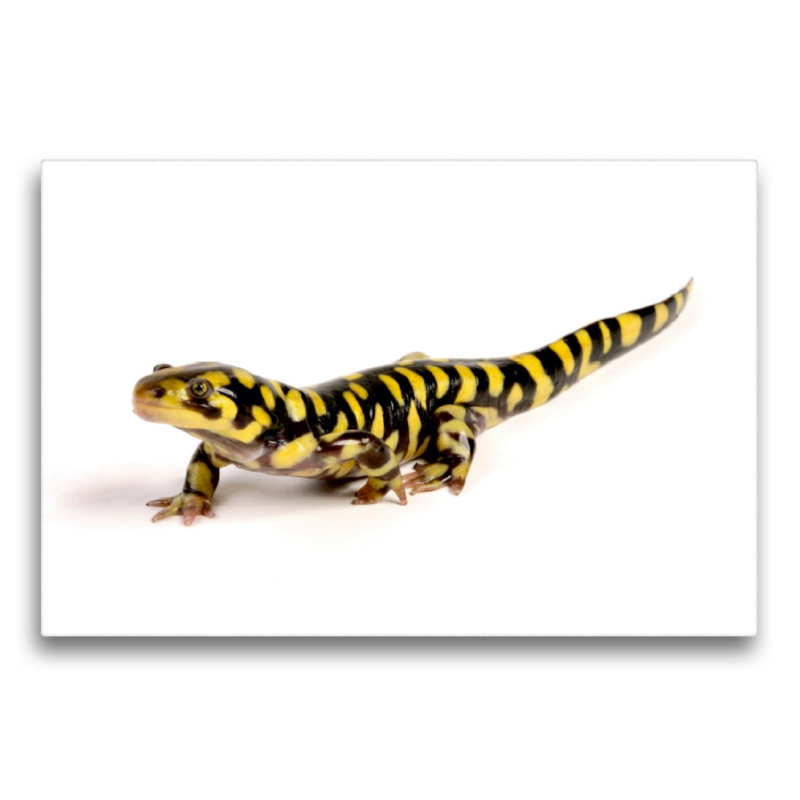 Barren-Tigersalamander - Ambystoma mavortium