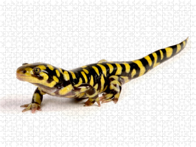 Barren-Tigersalamander - Ambystoma mavortium