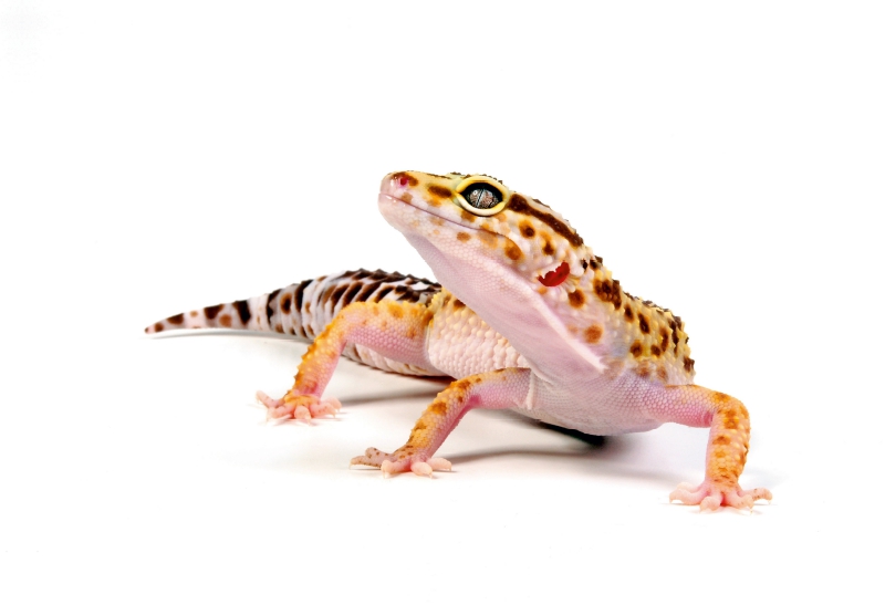 Leopardgecko - Eublepharis macularius