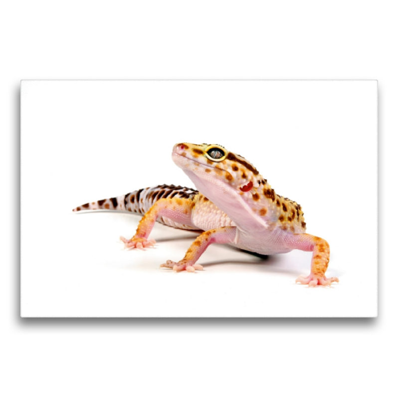 Leopardgecko - Eublepharis macularius