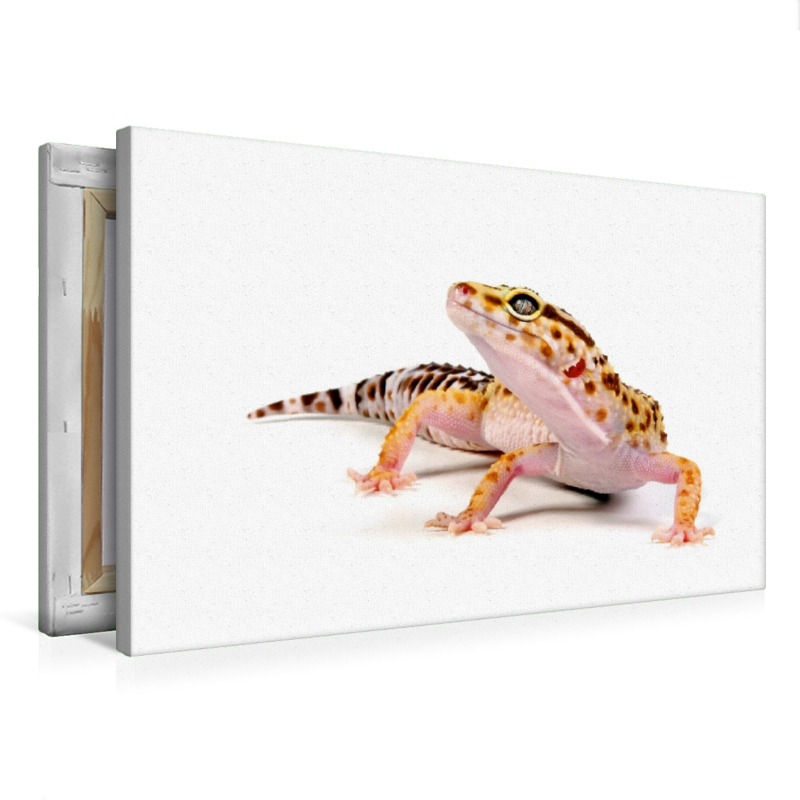 Leopardgecko - Eublepharis macularius