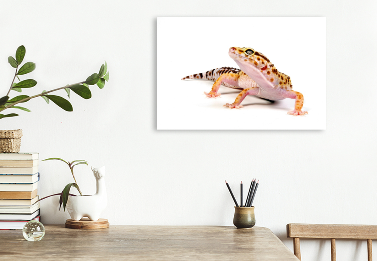 Leopardgecko - Eublepharis macularius