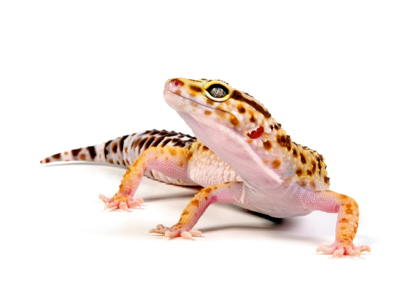 Leopardgecko - Eublepharis macularius