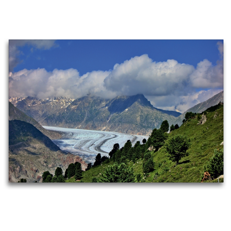 Blick aus dem Aletschwald auf den Aletschgletscher