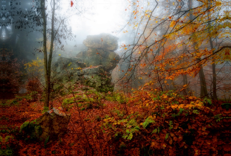 Mystischer Wald