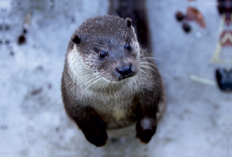 Fischotter im Schnee