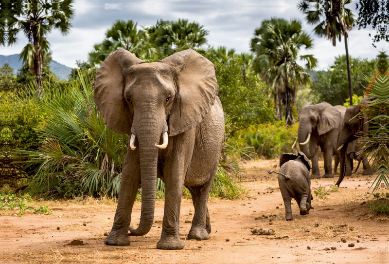 Abenteuer Sambia: Elefant mit Jungtier im Lower Zambezi National Park