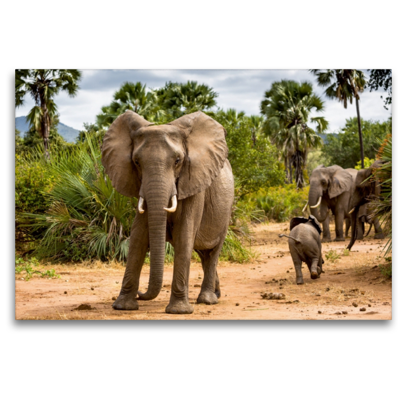 Abenteuer Sambia: Elefant mit Jungtier im Lower Zambezi National Park