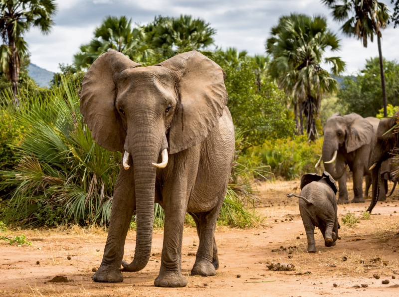 Abenteuer Sambia: Elefant mit Jungtier im Lower Zambezi National Park