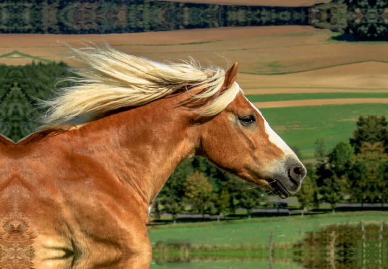 Haflinger im Galopp