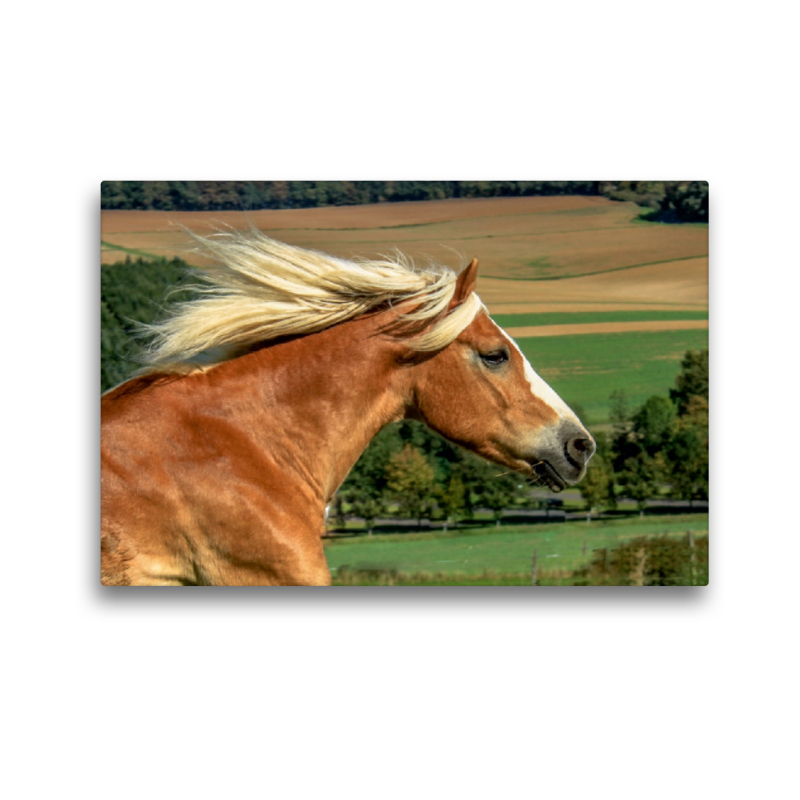 Haflinger im Galopp