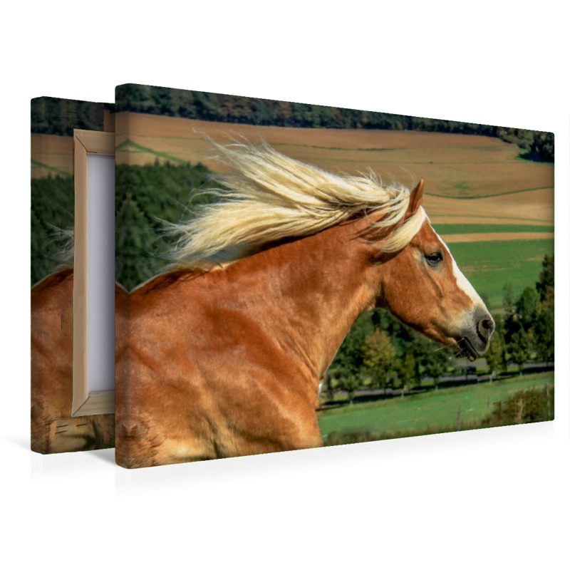 Haflinger im Galopp