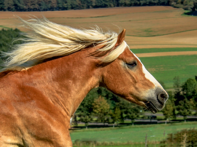 Haflinger im Galopp