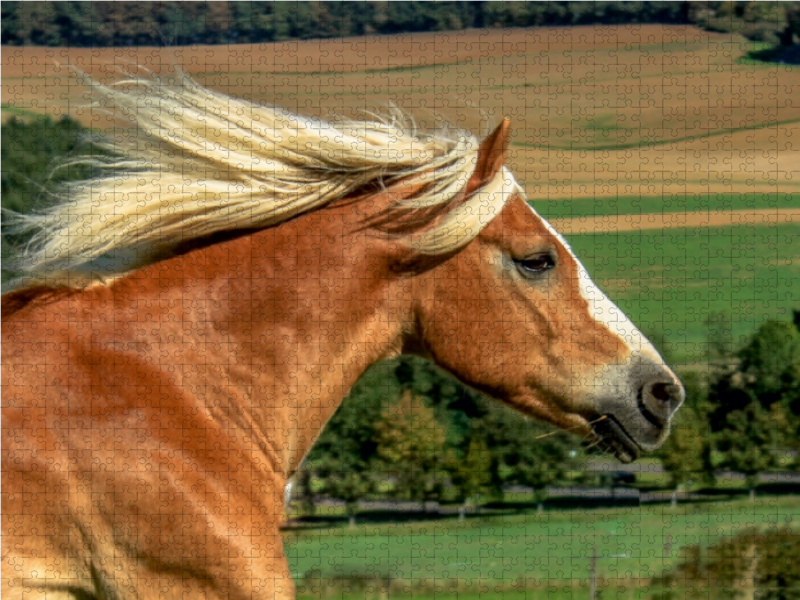 Haflinger im Galopp