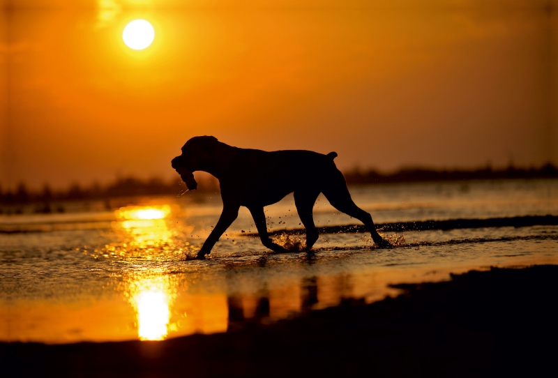 Boxer im Sonnenuntergang