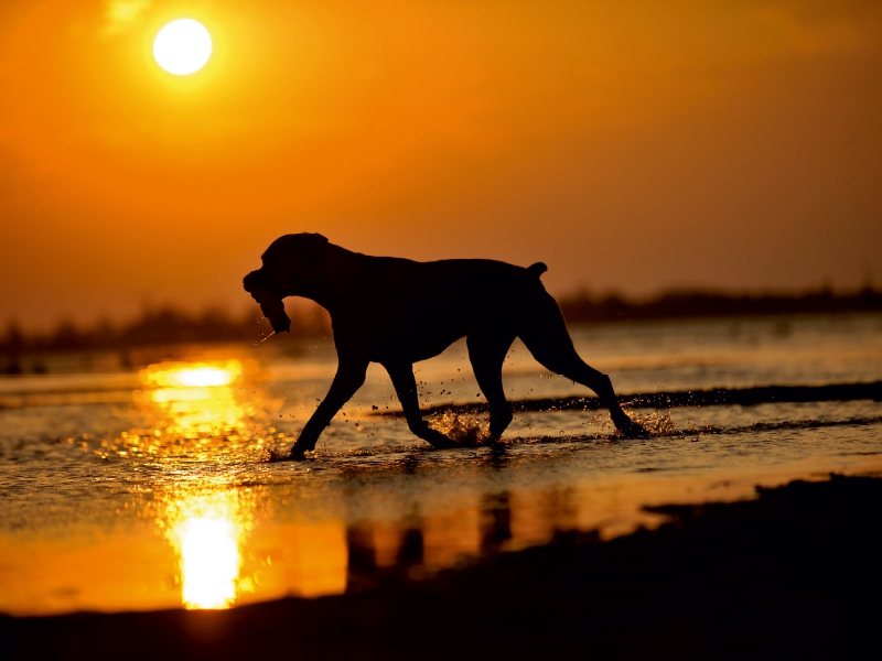 Boxer im Sonnenuntergang