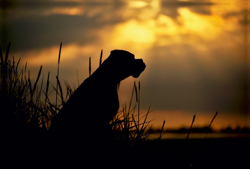 Hund im Gegenlicht am Meer