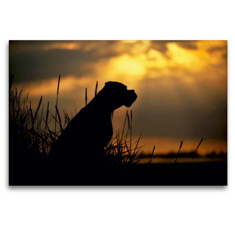 Hund im Gegenlicht am Meer