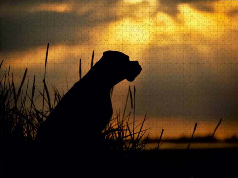 Hund im Gegenlicht am Meer