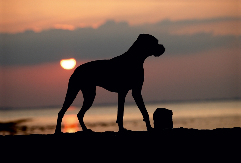 Stehender Hund im Sonnenuntergang