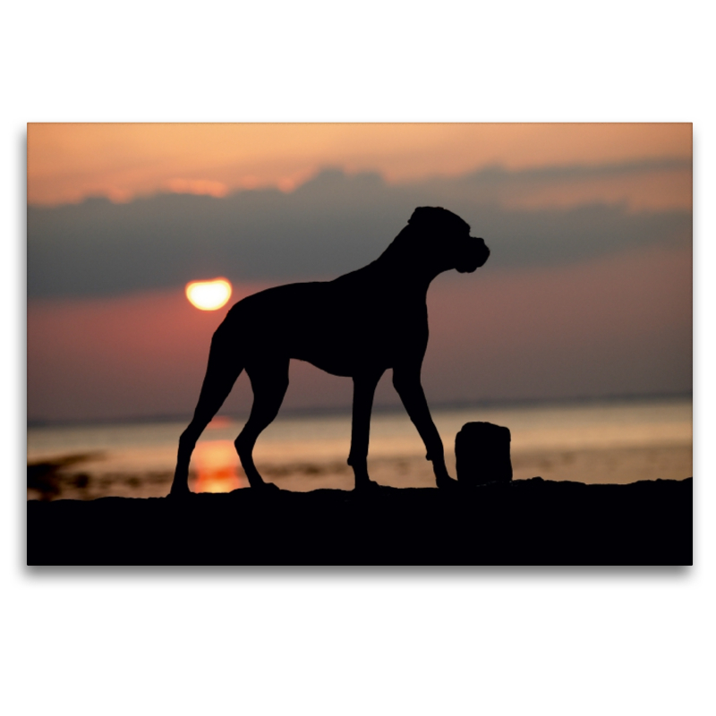 Stehender Hund im Sonnenuntergang